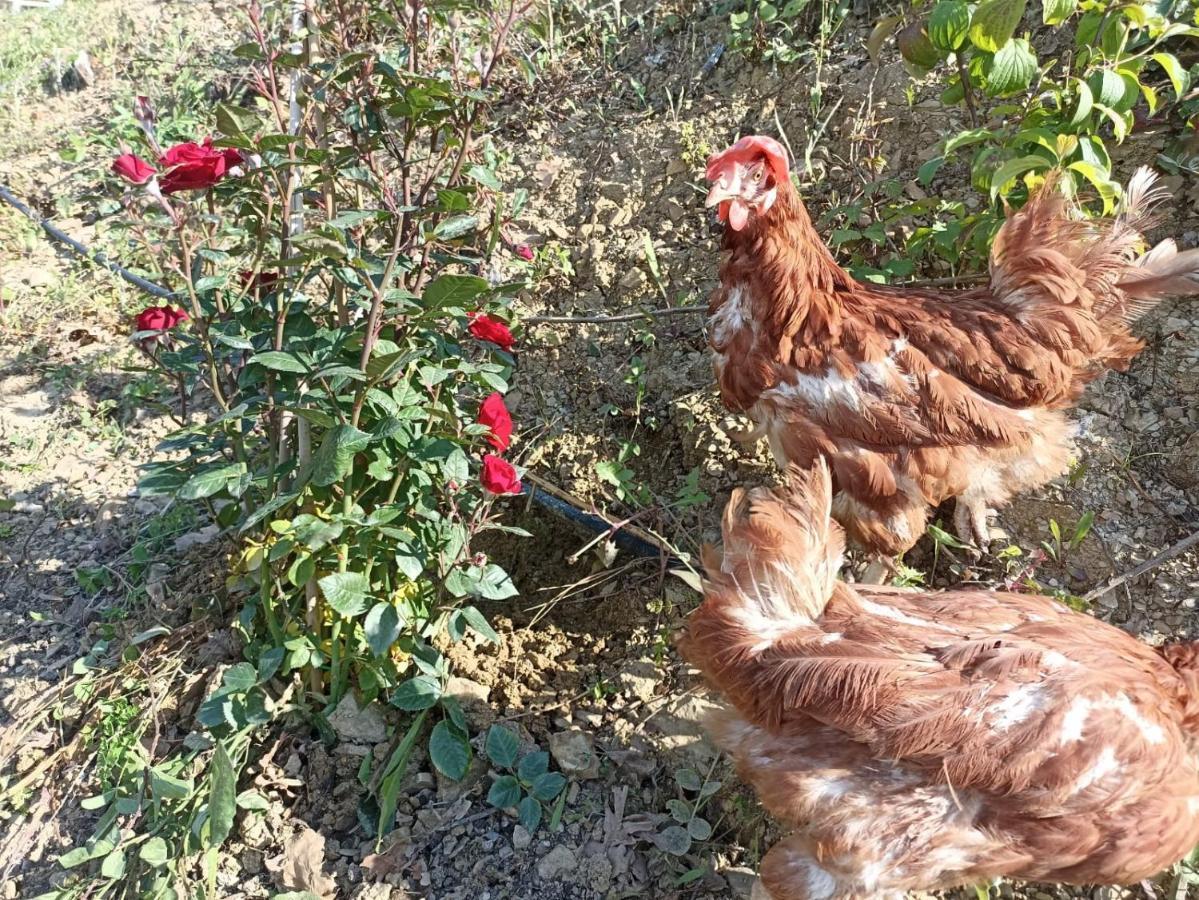 Dimora Dei Cardinali Pensionat Agropoli Exteriör bild